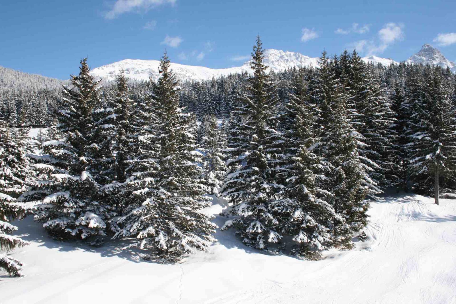Sapins sous la neige à Méribel