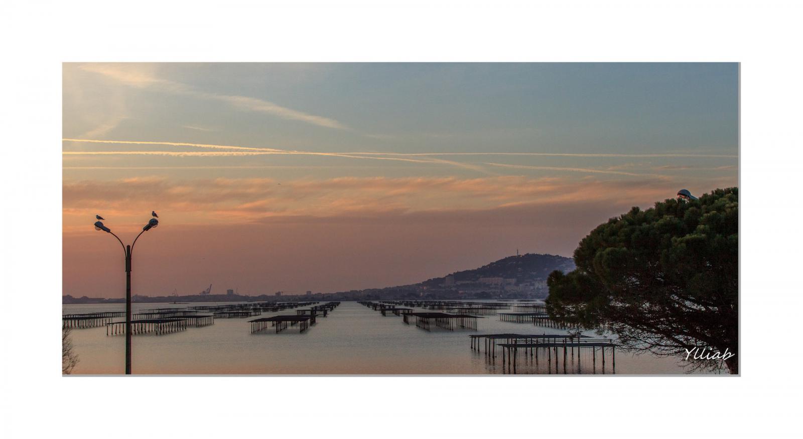 Huitres de l'Etang de Thau